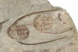 Five Lonchodomas Trilobites With Foulonia - Fezouata Formation #215148-3